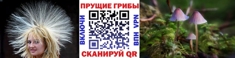 купить наркотик  Шадринск  Псилоцибиновые грибы Psilocybine cubensis 